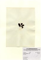 藏品(厚葉馬尾藻)的圖片